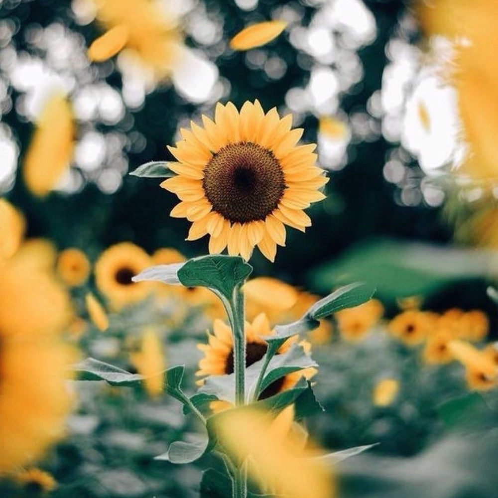 Meet your Posher, Lucy